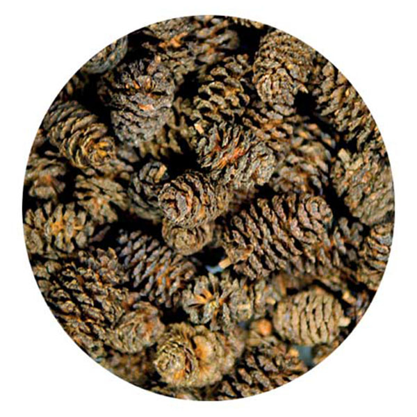 Hobby Alder Cones - Erlenzapfen